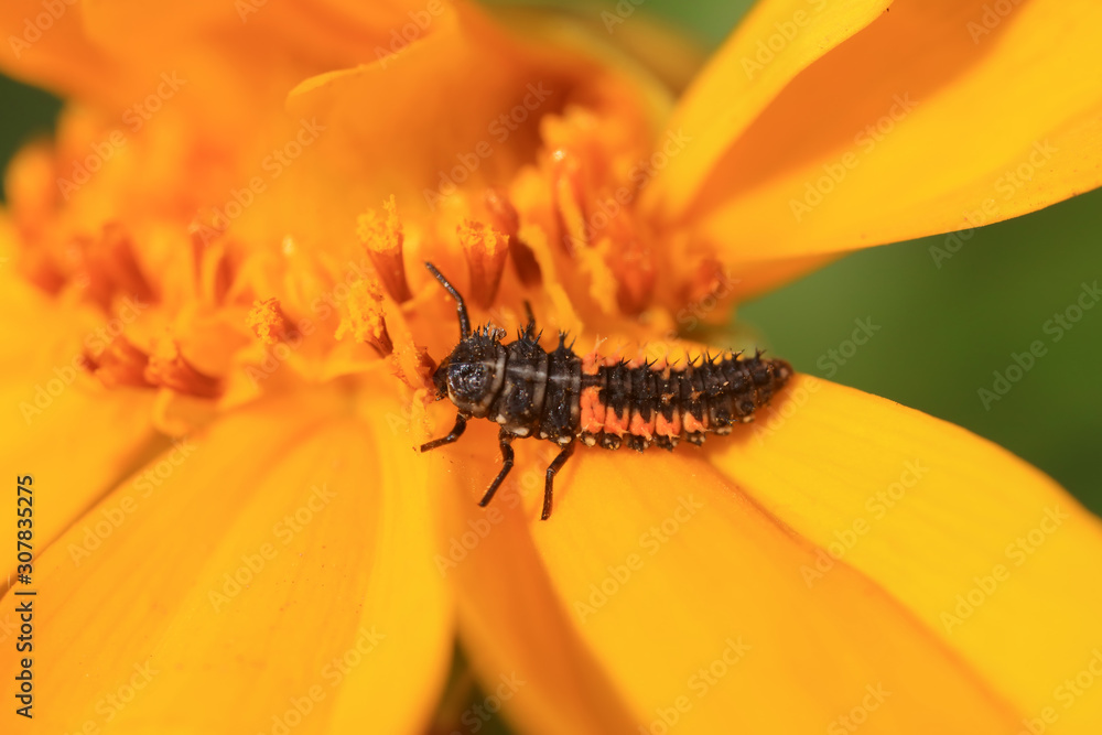 Obraz premium Ladybird beetle