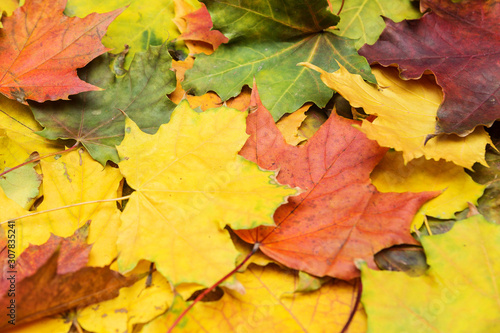 Texture of multi-colored maple leaves. Autumn background close-up.
