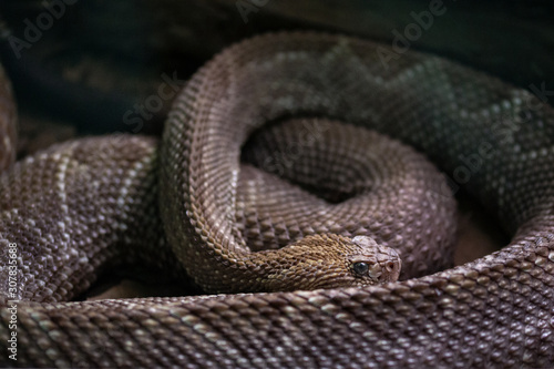 South American rattlesnake. Crotalus durissus terrificus.