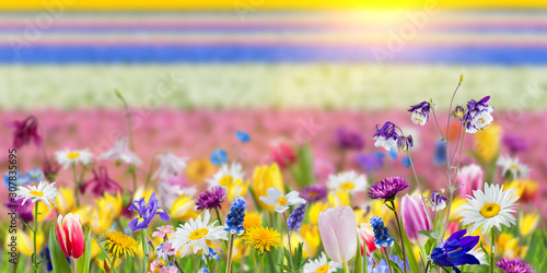 Fragrant wild flowers in grass