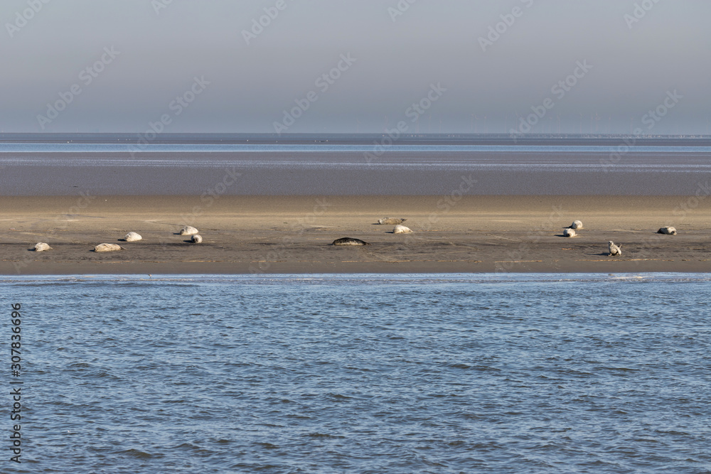 harbor seals resting in sun on a sandbar in the Elbe estuary