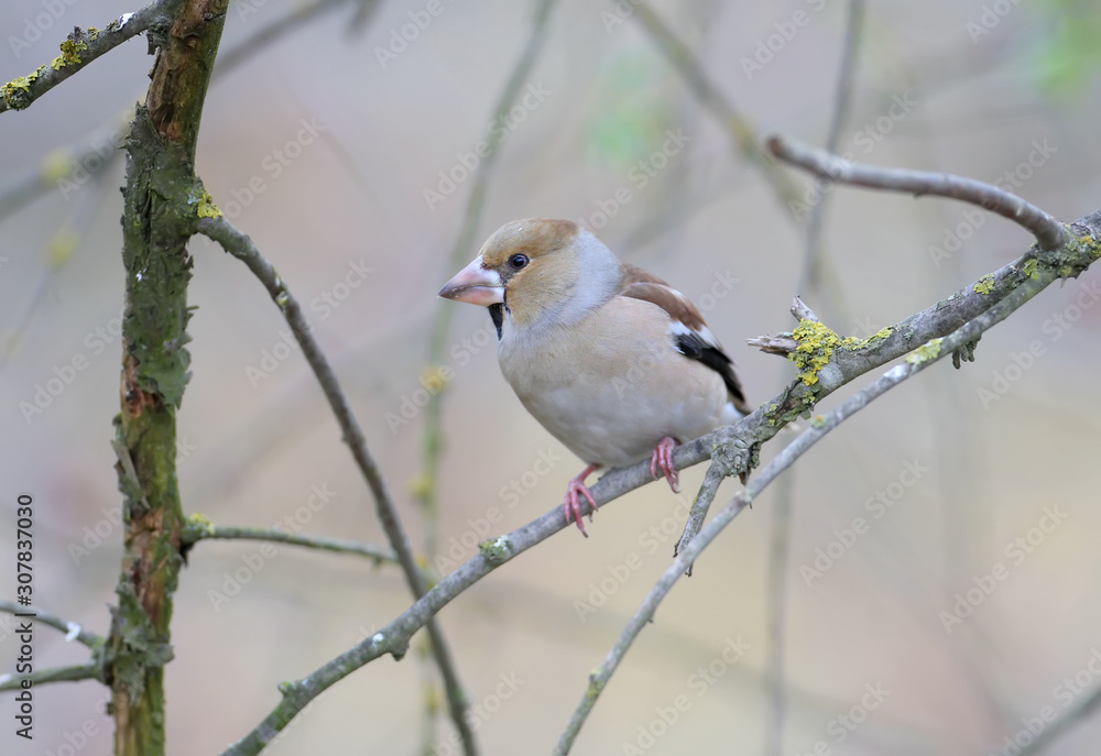 The hawfinch (Coccothraustes coccothraustes) sits on a thin branch on a blurred background