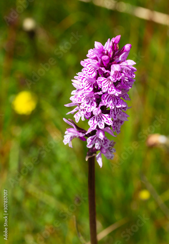 portrait of a blooming pink heath spotted orchid  dactylorhiza maculata   species protection environmental protection biodiversity concept