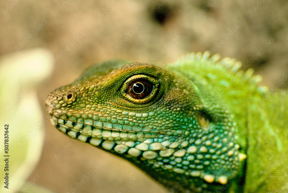 Grüne Wasseragame, Portrait Makro Grüne Wasseragame, Portrait Makro