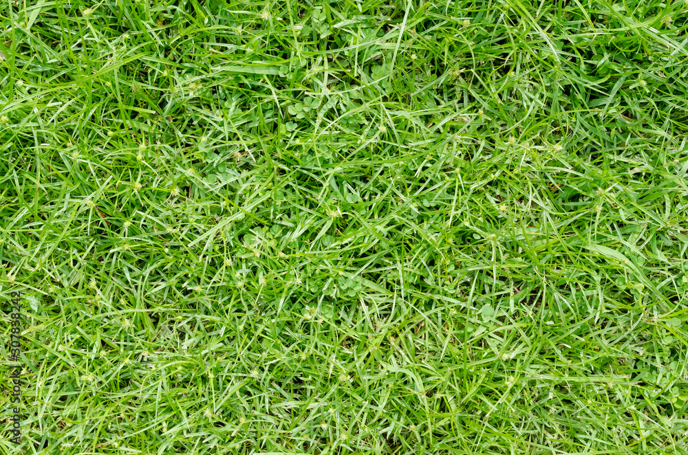 Green grass pattern and texture for background. Close-up Green grass pattern and texture for background. Close-up