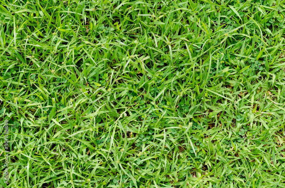 Green grass pattern and texture for background. Close-up Green grass pattern and texture for background. Close-up