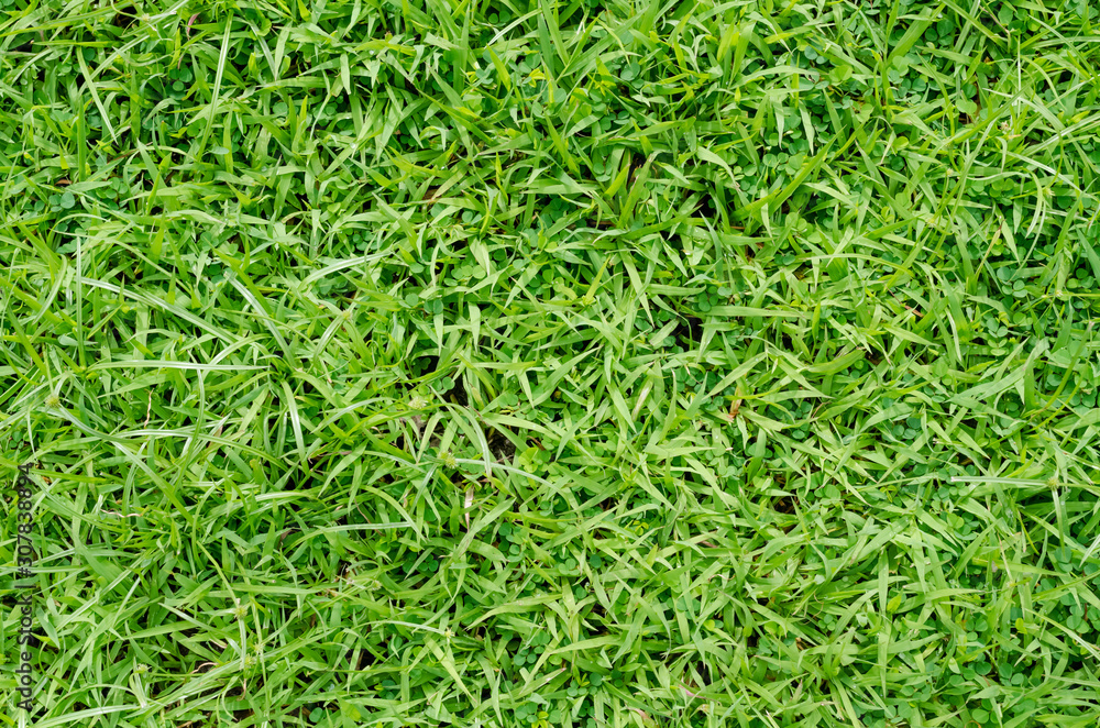 Green grass pattern and texture for background. Close-up Green grass pattern and texture for background. Close-up