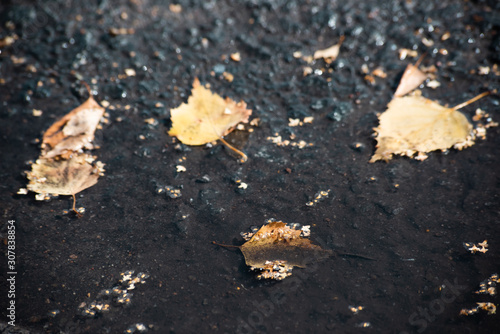 Autumn leaves in a dirty puddle on the pavement