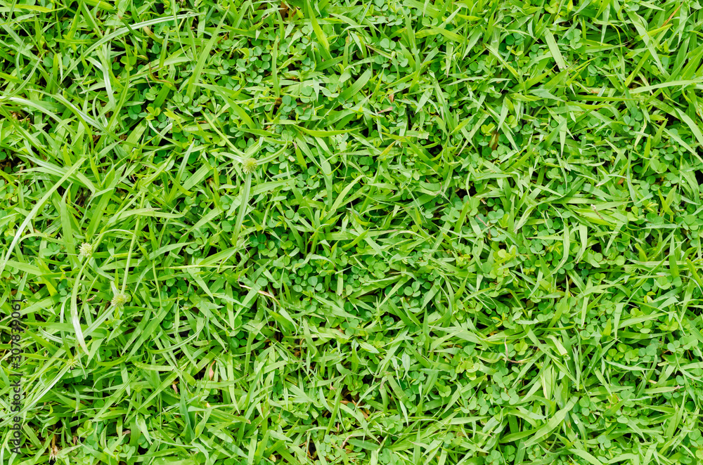 Green grass pattern and texture for background. Close-up Green grass pattern and texture for background. Close-up