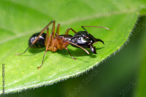 Beautiful macro of some sort of carpenter ant (Camponotus) during a ecotourism jungle hike in Gunung Leuser National Park, Bukit Lawang, Sumatra, Indonesia © dennisvdwater