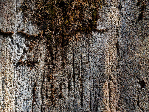 Texture of concrete wall with moss.