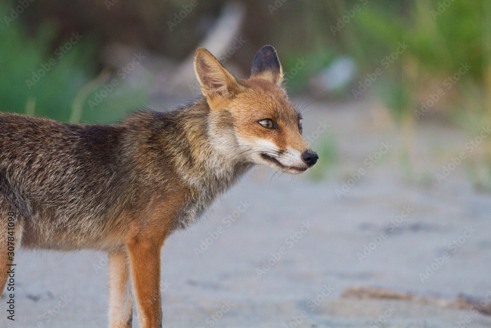 Fototapeta premium profilo di volpe