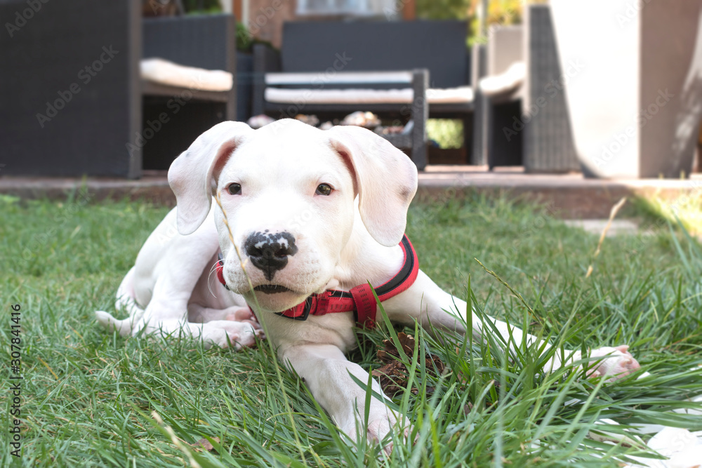 Dogo Argentino or Argentinean mastiff three month old puppy lies on the grass. A hunting white dog with a serious look