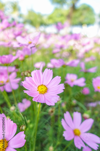 beautiful pink cosmos flower in garden