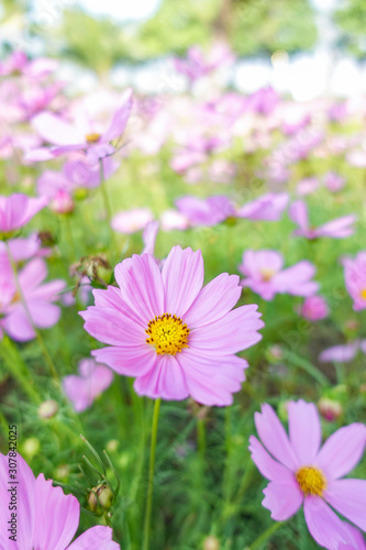 beautiful pink cosmos flower in garden