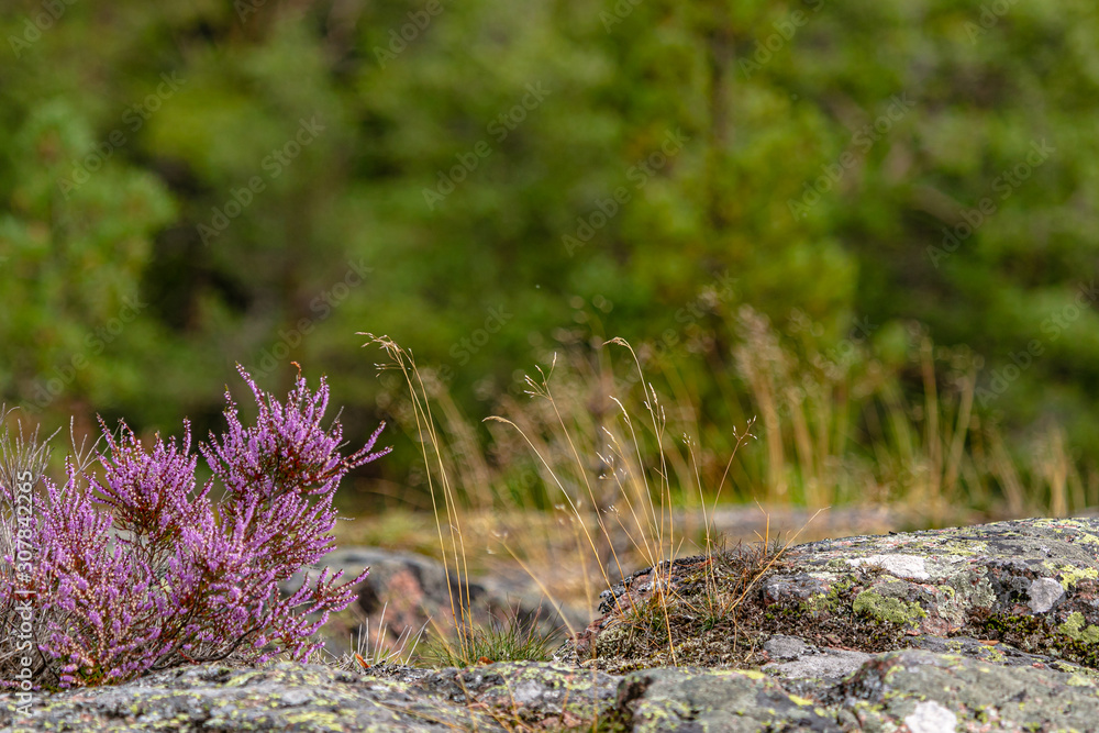 Close-up of blooming heather, Nature, flora of the north Close-up of blooming heather, Nature, flora of the north