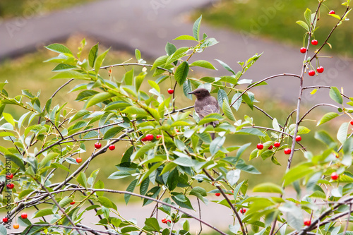 Thrush (ouzel) in the bushes of cherry tree