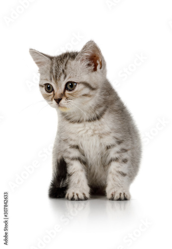 Sweet little grey kitten sitting on white background © Alexey Kuznetsov