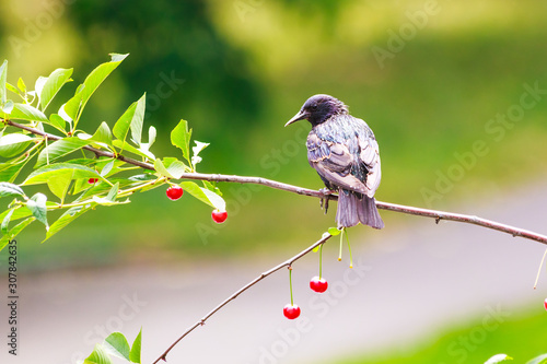 Thrush (ouzel) in the bushes of cherry tree