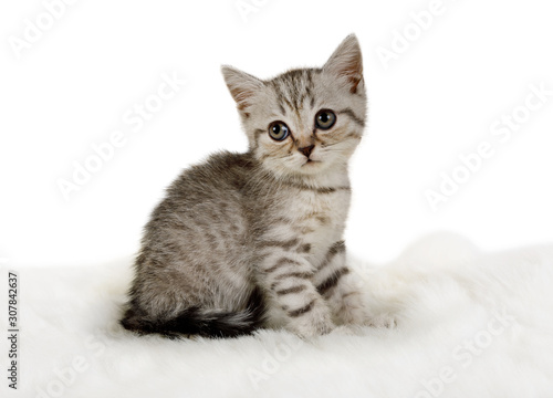 Lovely little grey kitten sitting on a white fur rug