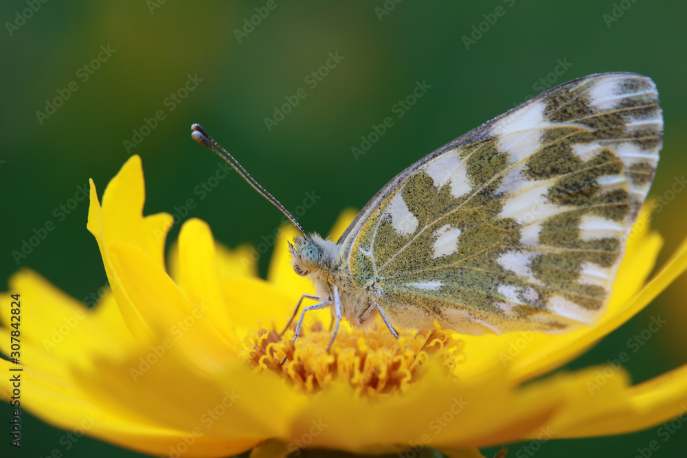 Obraz premium Cloud fendie