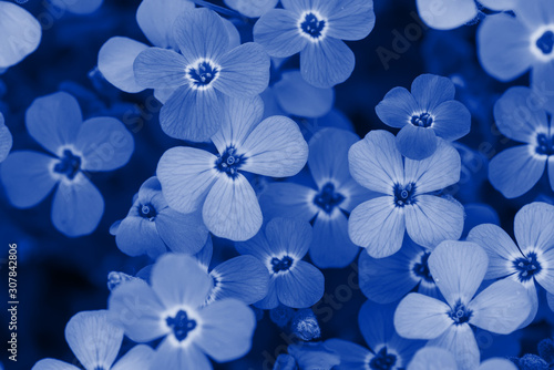 Background of small flowers. Shallow depth of field. Blue toned. © Canvas Alchemy