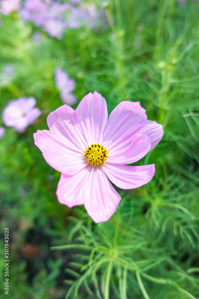 beautiful pink cosmos flower in garden beautiful pink cosmos flower in garden