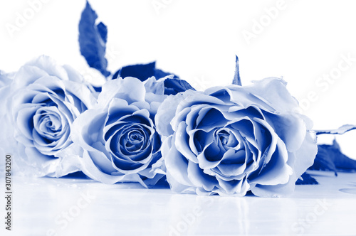 Shot of beautiful tender pastel shade roses. Blue toned.