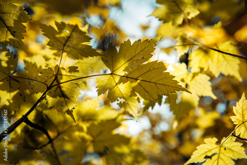 Yellow maple leaves against blurred sky on a sunny autumn day. Maple branches, close-up. Natural backgrounds, space for text.