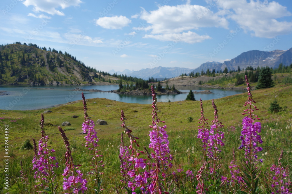 lac sapin paysage fleurs mauves