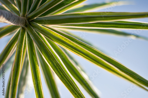 detail leaf of palm tree in a tropical island