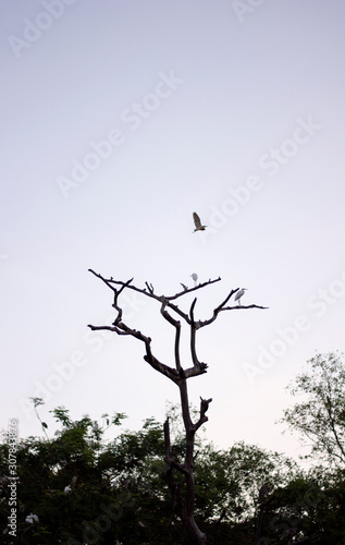 silhouette of bird flying above branches of dry tree at dusk
