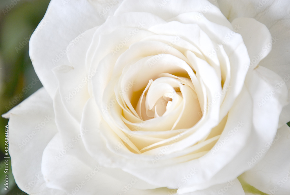closeup detail of white blooming bloom rose flower closeup detail of white blooming bloom rose flower