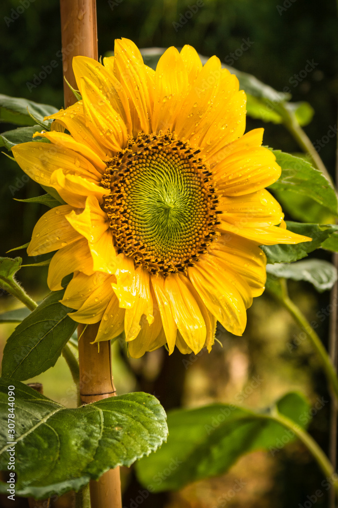 Obraz premium sunflower in the garden