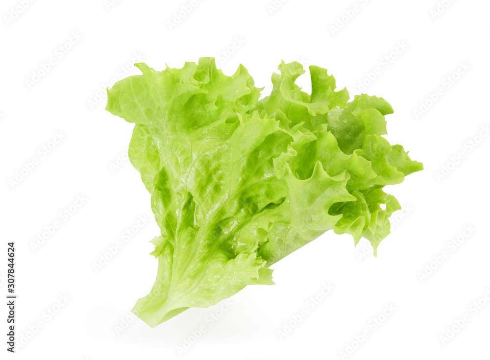 Fresh and wet green lettuce from organic farm isolated on a white background. Fresh and wet green lettuce from organic farm isolated on a white background.