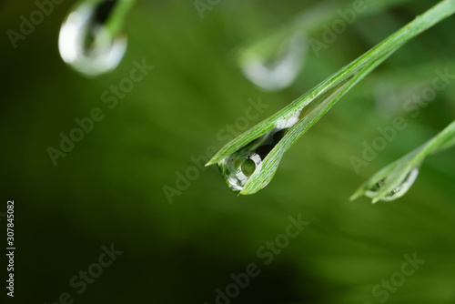 drops on pine needles, soft focus on the image