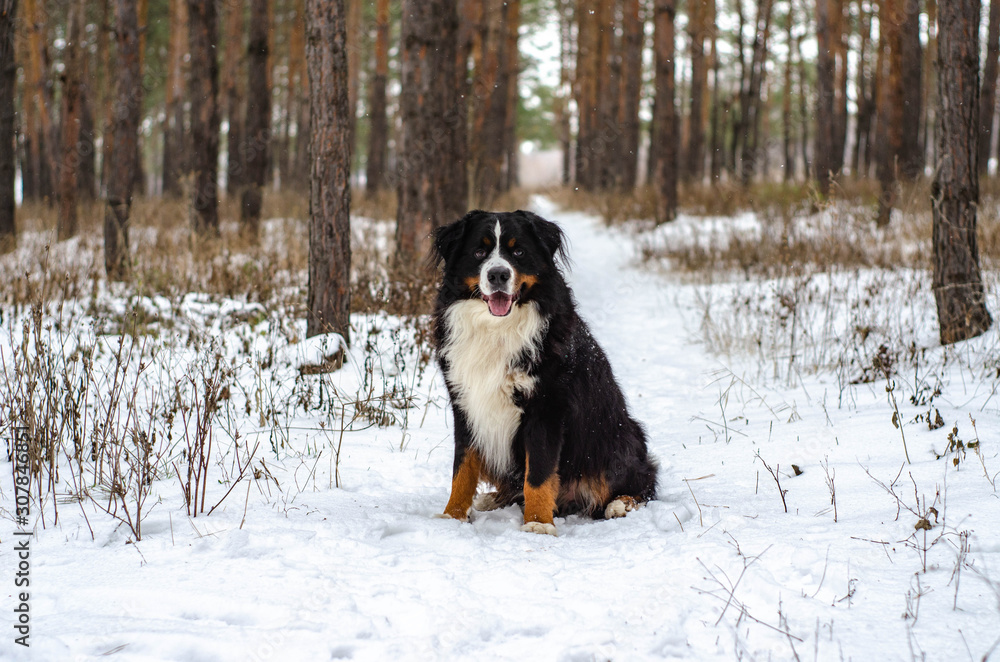 Bernese mountain dog sitting on a snow in the park/forest on winter Bernese mountain dog sitting on a snow in the park/forest on winter