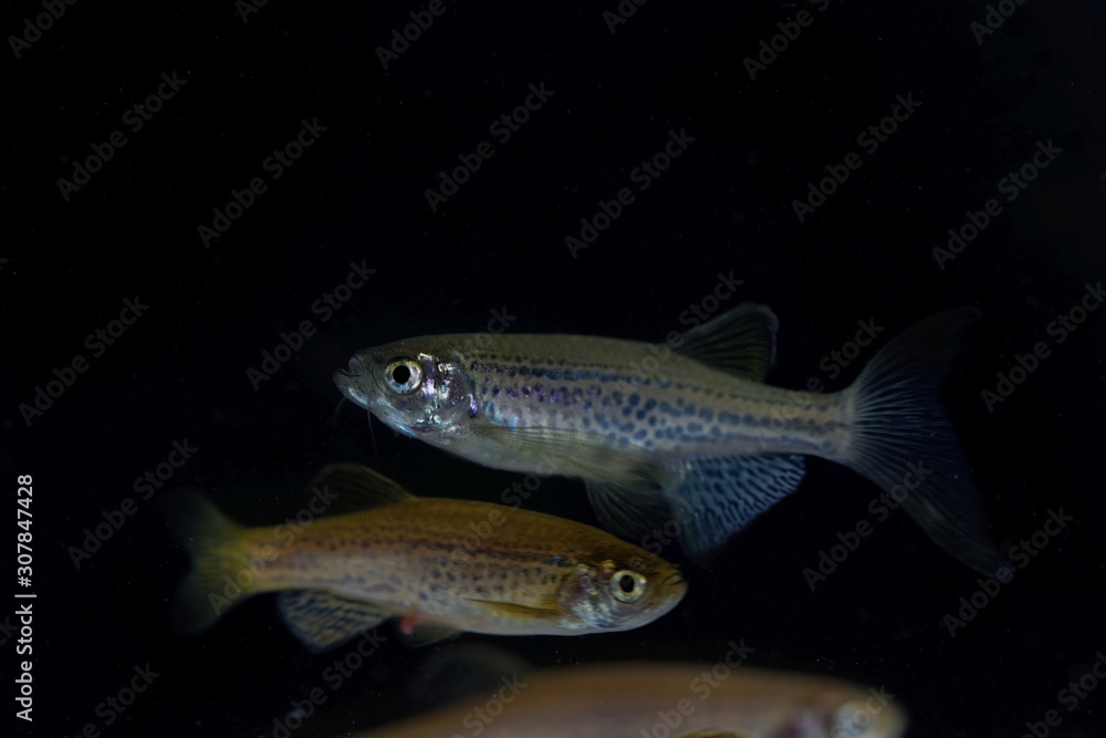 Leopard danio, Danio rerio var frankei Leopard danio, Danio rerio var frankei