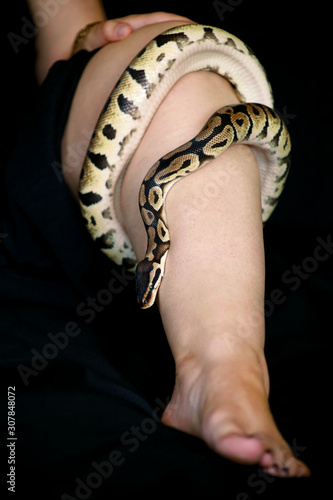 Leg with Royal Python snake. Ball Python slithering and crawling around female leg and foot on black bed. Exotic tropical cold blooded reptile animal, non poisonous Python regius species of snake.