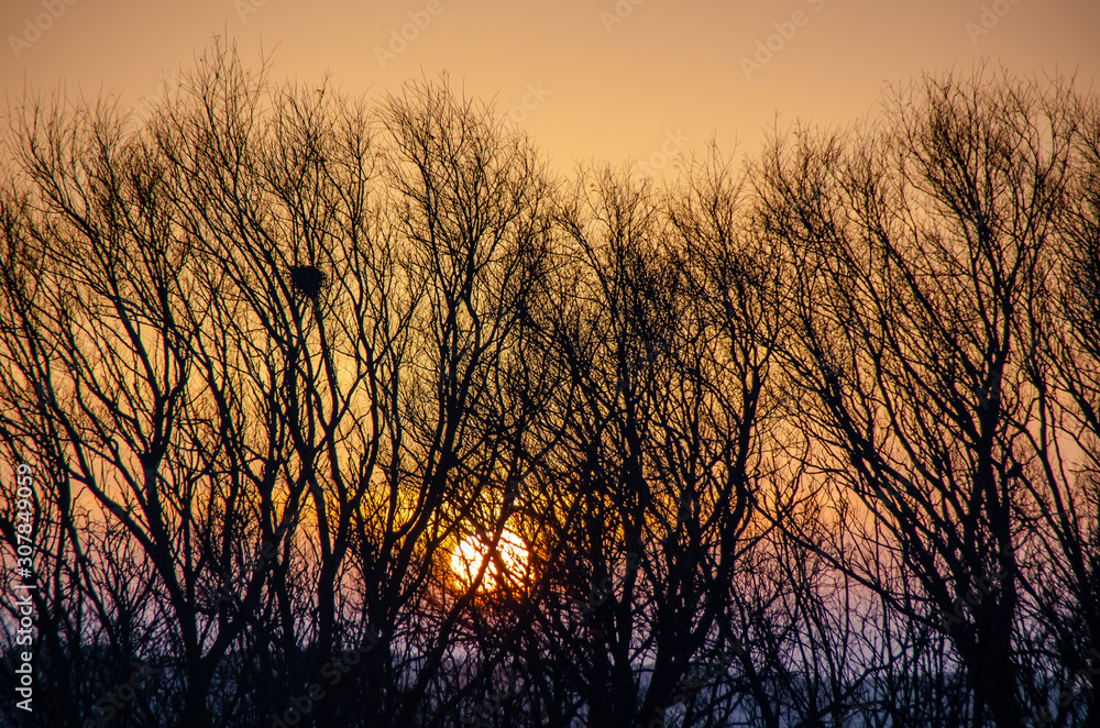 Sunset behind winter trees Sunset behind winter trees