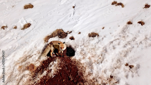 Red fox (Vulpes vulpes) in front of the burrow hole opened by the soil. Winter ski resort in Palandöken, Erzurum