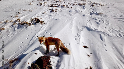 Red Fox (Vulpes vulpes) walks in the snow. Palandoken winter ski resort in Erzurum. photo