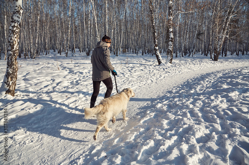 Labrador retriever dog for a walk with its owner man in the winter outdoors doing jogging sport.