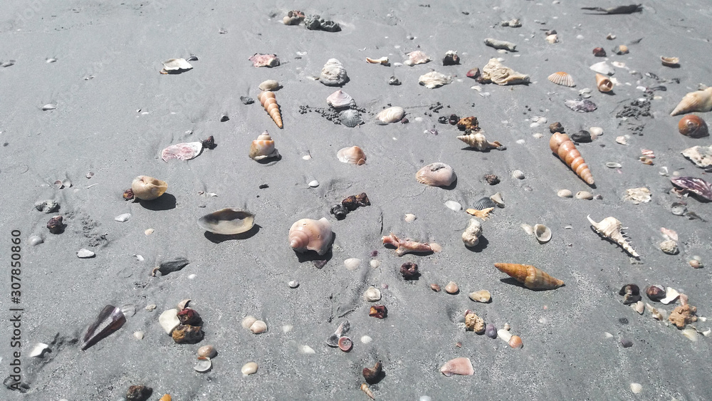Fototapeta premium Beautiful seashells and mollusks on the beach of the sandy Pacific coast at low tide