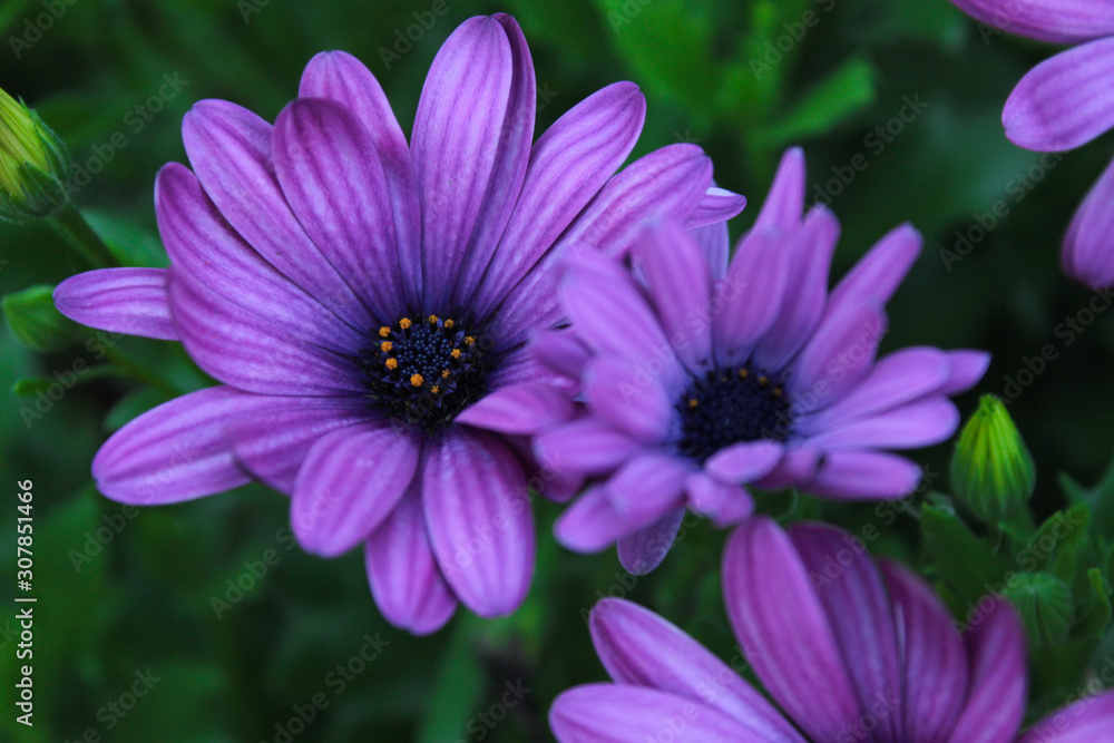 Obraz premium purple flower