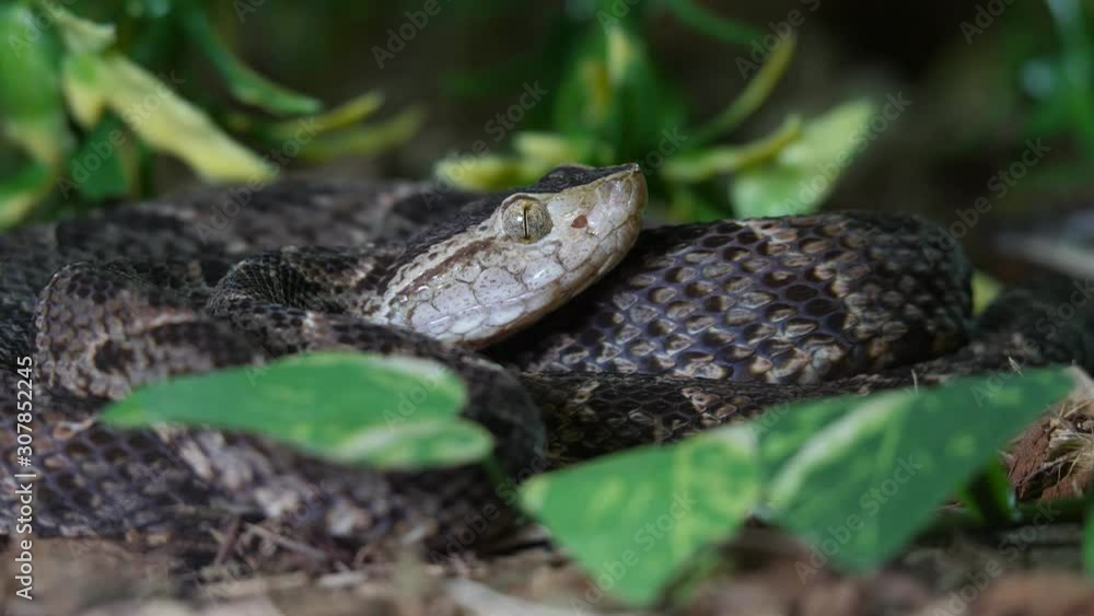 Fer De Lance Viper Snake Fer De Lance Viper Snake