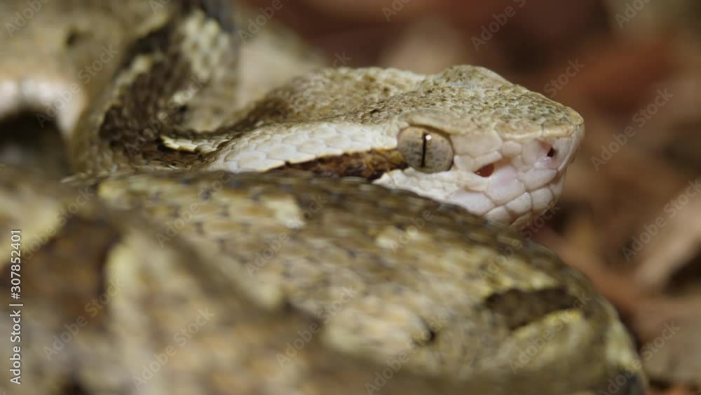 Fer De Lance Viper Snake Fer De Lance Viper Snake