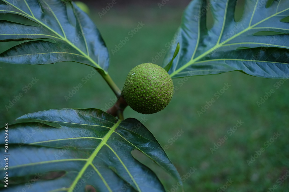 green ulu breadfruit on tree with leaves green ulu breadfruit on tree with leaves
