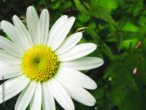 photo of daisies on a green background
