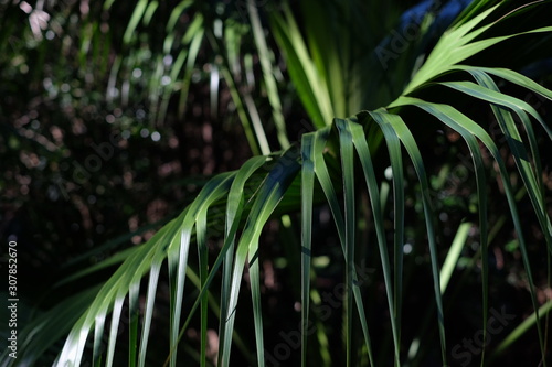 palm fronds bright shaded and silouetted